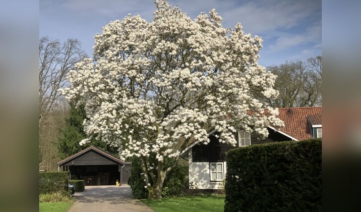 de lente is begonnen: de magnolia bloeit