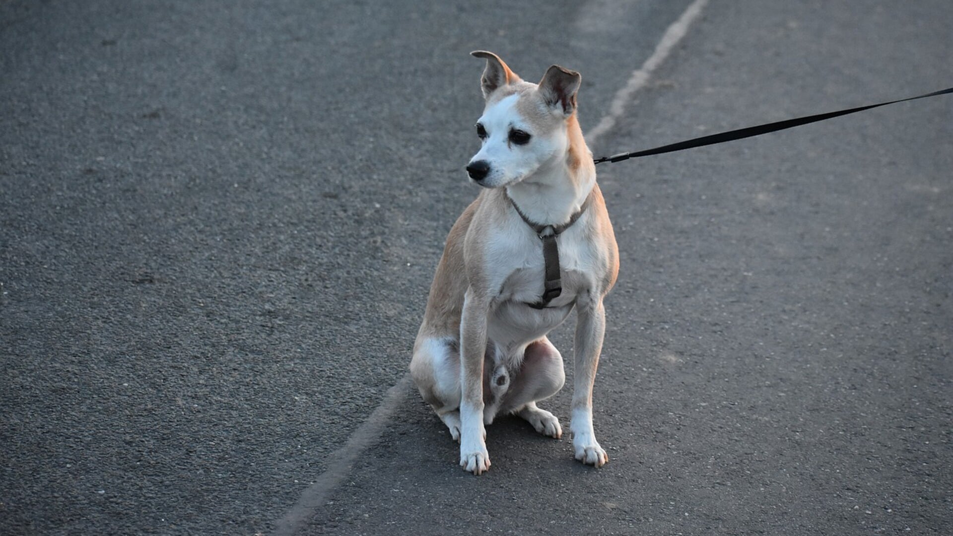 Honden dienen in de openbare ruimte aan de lijn te worden gehouden en wie dat achterwege laat, kan volgens de APV een boete verwachten van 90 euro per overtreding.