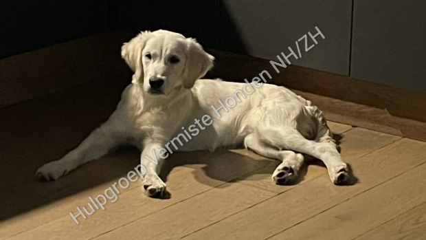 Golden retriever pup Stella teruggevonden