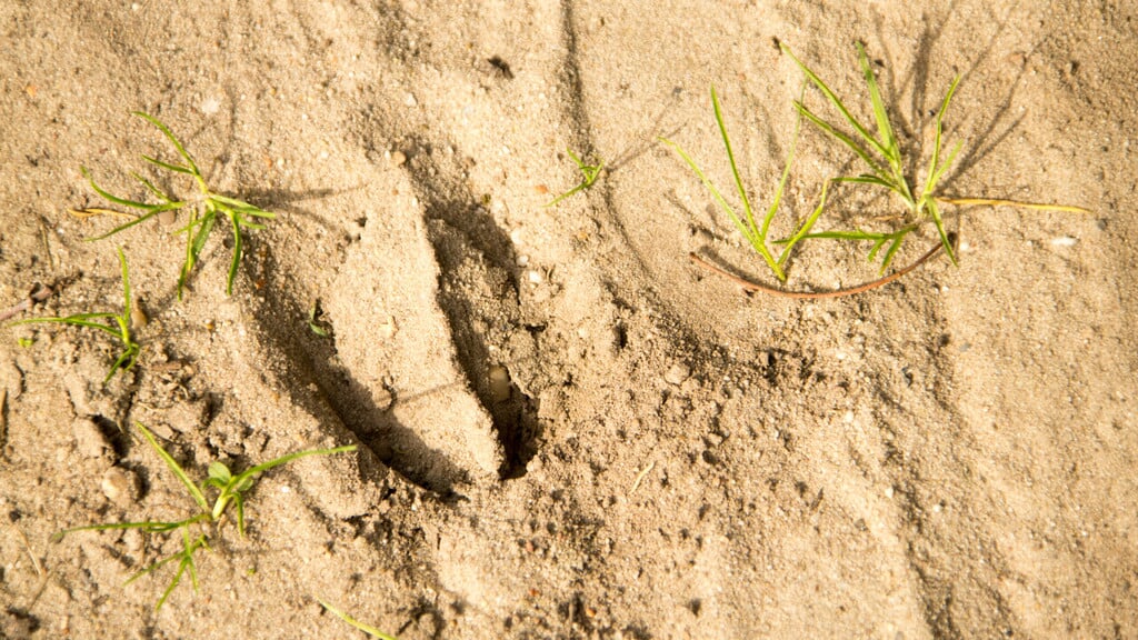 Speurtocht-naar-diersporen-op-landgoed-Staverden--ga-met-de-boswachter-op-zoek-naar-diersporen-in-het-zand-of-onder-het-schors
