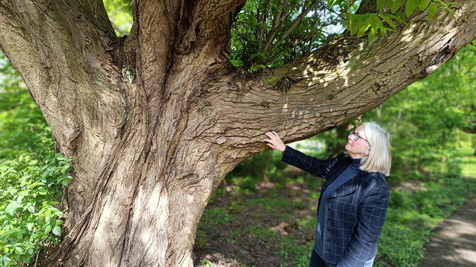 Shirley Lanser bij de vleugelnootboom in het Willem Dreespark.