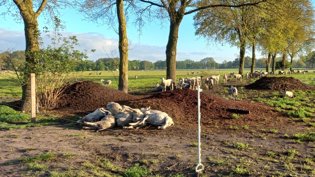 Een aantal dode schapen in het weiland aan de Essener Engweg.