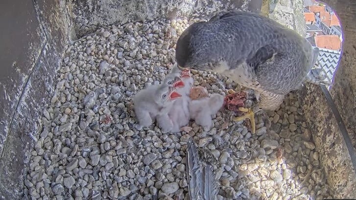 In het nest van de slechtvalken op de Lange Jan zijn inmiddels vier van de vijf eieren uitgekomen. 
