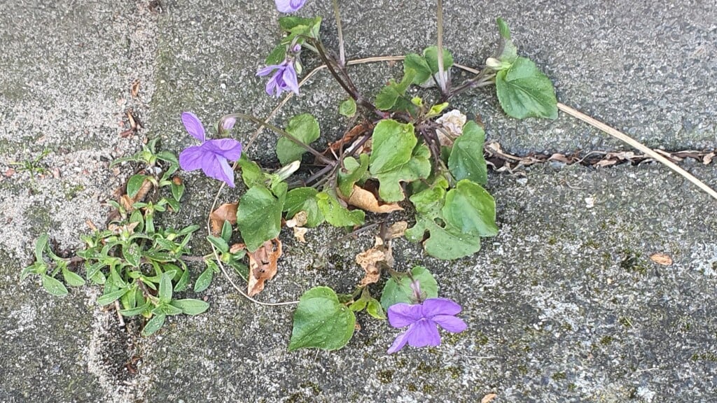 Een hybride viooltje?