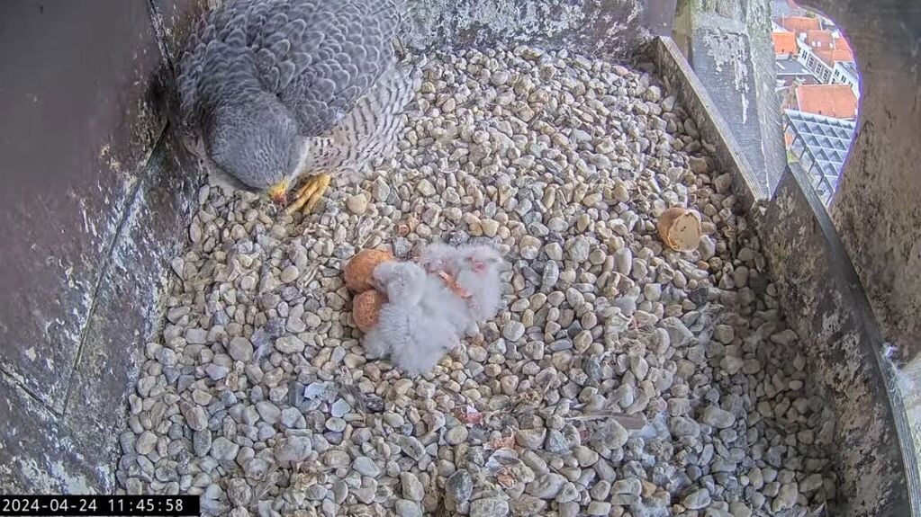 Woensdagmorgen waren plotseling al drie kuikentjes te zien in het nest op de OLV-toren.