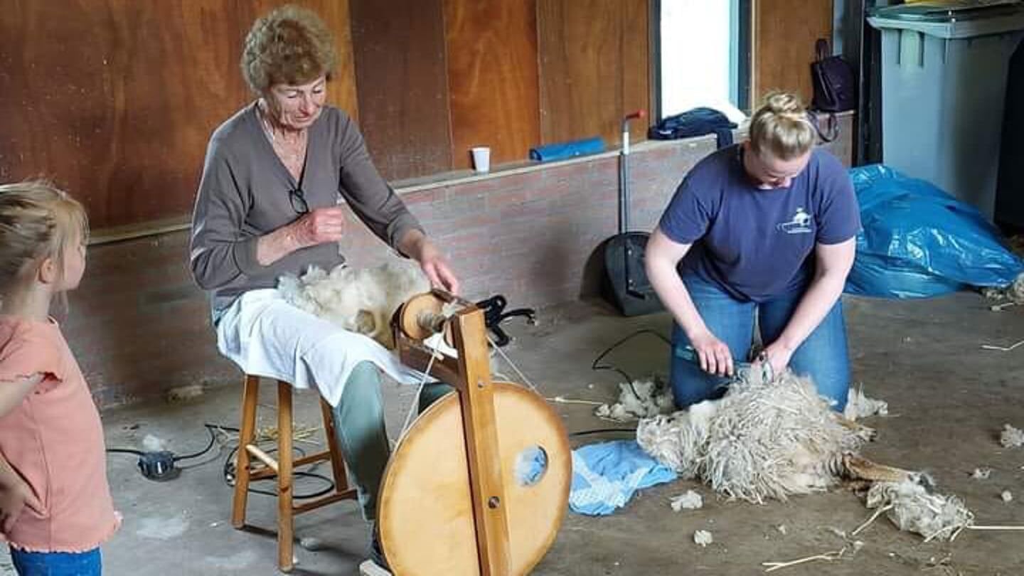 Het schaapscheerfeest op De Boerenzwaluw in 2023. Ellen Touwslager spint de wol, Eline de Wit scheert de schapen. 
