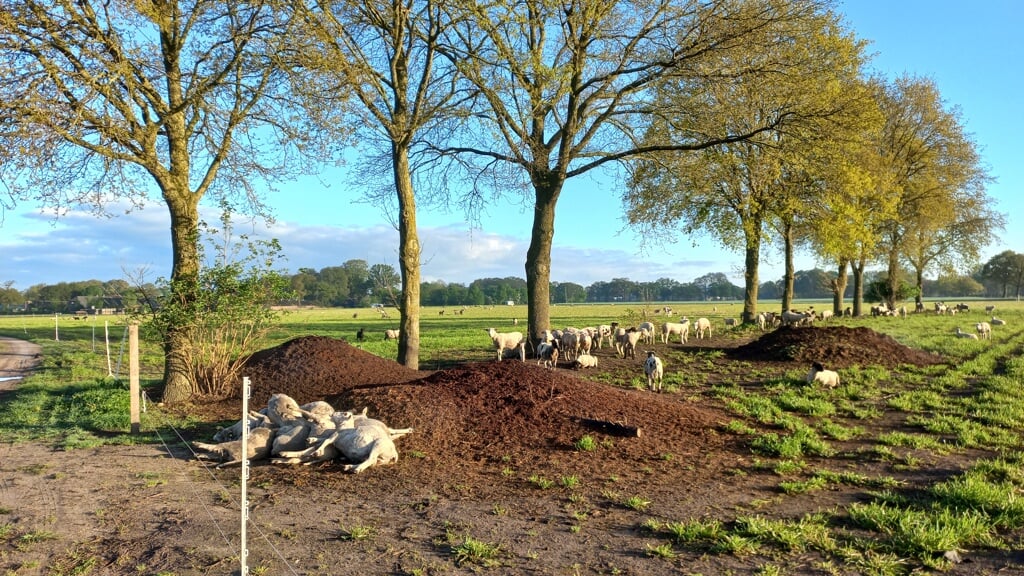 Een aantal dode schapen aan de rand van het weiland in het buitengebied van Kootwijkerbroek.