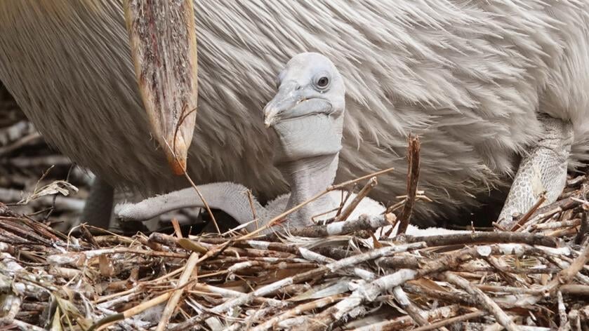 In DierenPark Amersfoort is het eerste pelikanenkuiken van het jaar uit het ei gekropen.