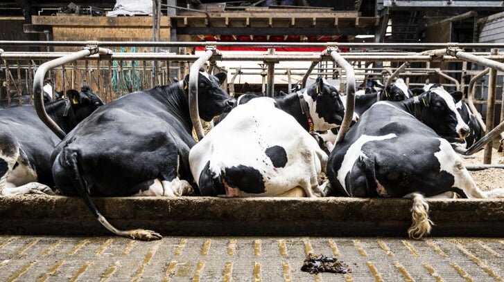 Een emissiearme stal bij een melkveehouder in Bleskensgraaf. Foto ter illustratie.