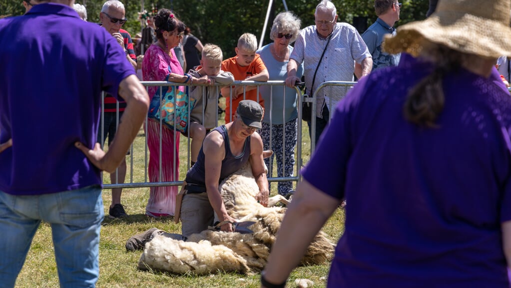 Stichting Schapedrift bestaat 25 jaar en dat wordt gevierd op zaterdag 1 juni van 10.30 tot 16.00 uur met een groots wol- en schaapscheerfestijn.