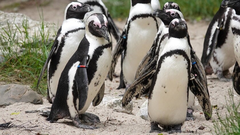 DierenPark Amersfoort tovert Pinksterweekend voor het eerst om tot Pinguïnweekend.