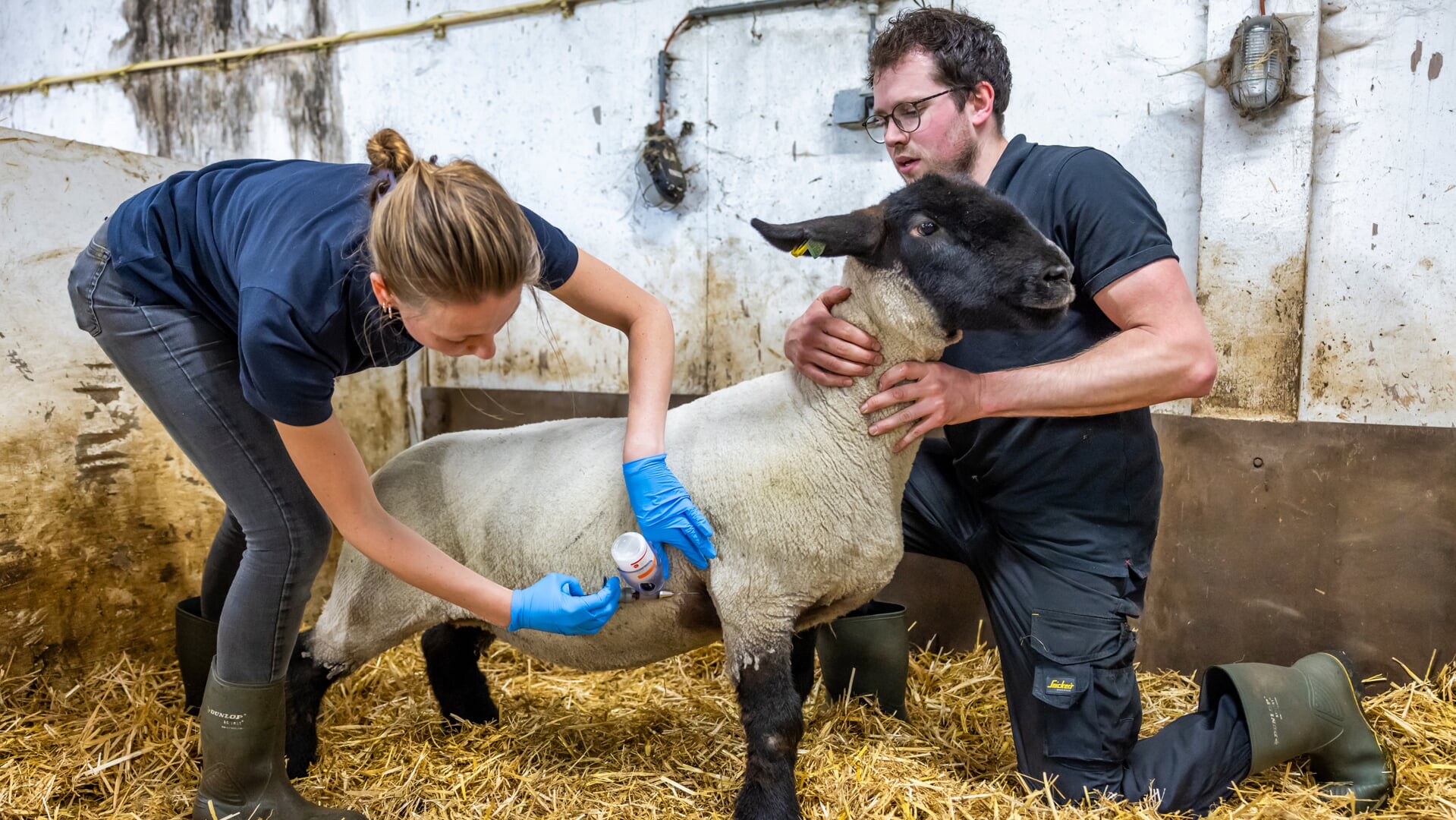 Dierenarts Eline Kamerik vaccineert een Suffolkschaap van de Harskampse veehouder Jan Dick ter Maaten.