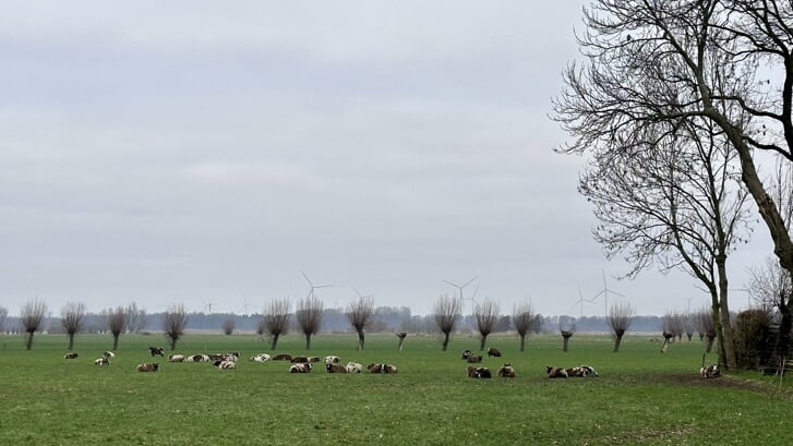 Er moet toekomst blijven voor schapenhouders in de Noord Veluwe. 