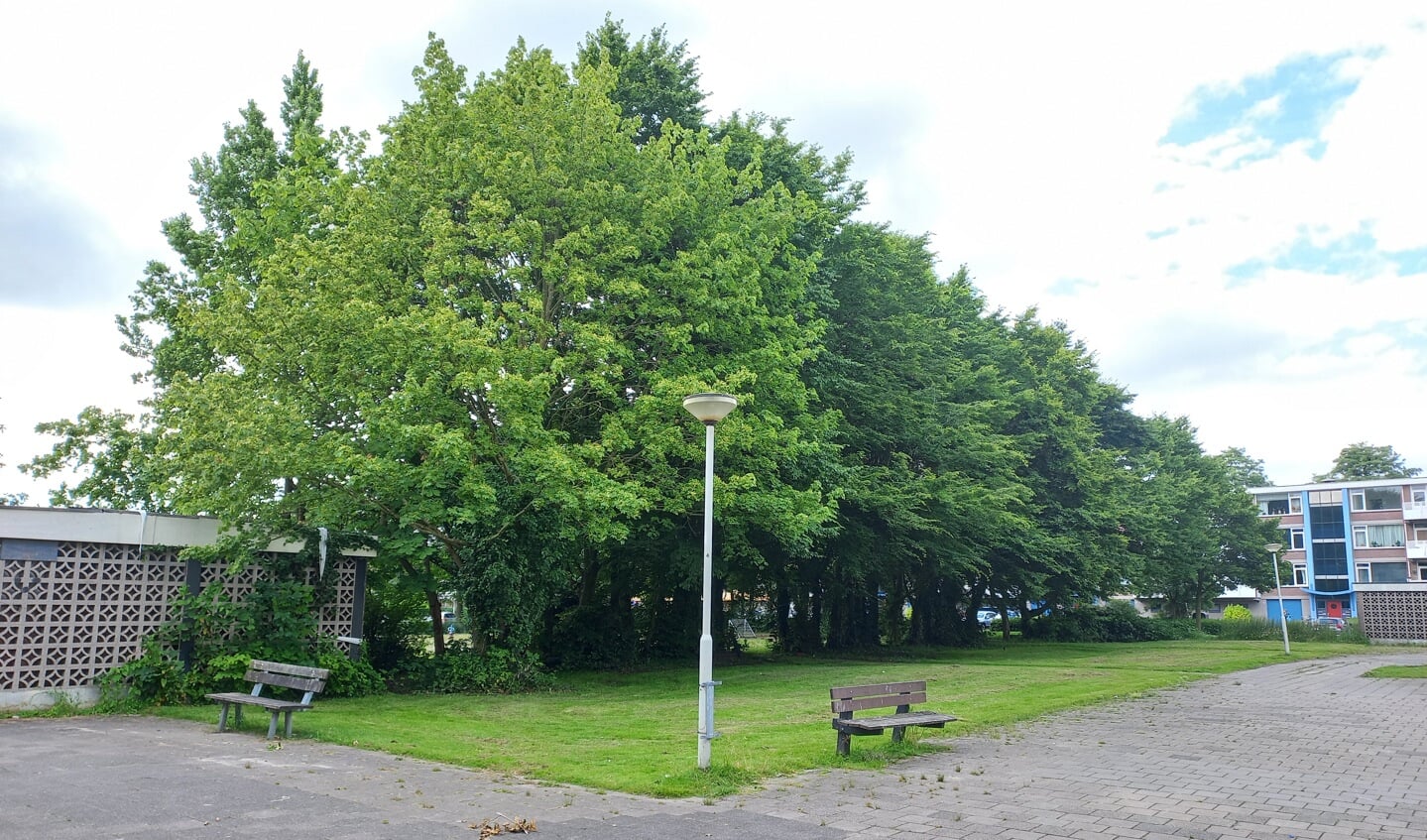 Bomenrij langs het vroeger schoolplein