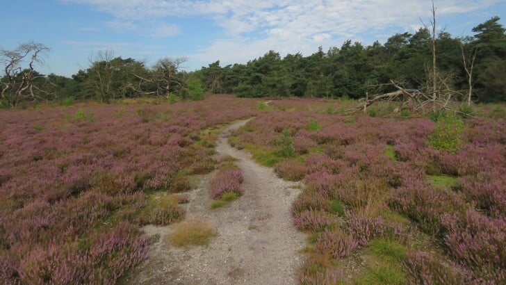 De heide in Staverden.