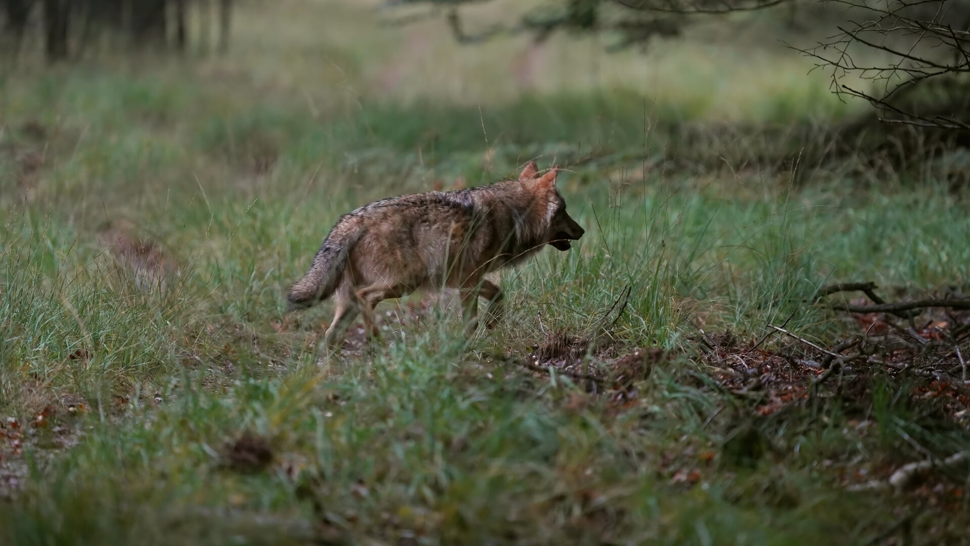 Over Een Week Uitspraak Over Vergunning Zenderen Utrechtse Wolf Al   Cebaf8e0 D862 40d1 9c5c 4899728c1fb3 Thumb1920 