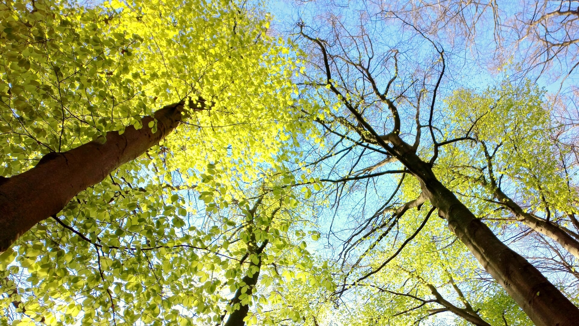 Er gaan aan de zuidkant van Barneveld bijna honderd zieke bomen tegen de vlakte. Foto ter illustratie.