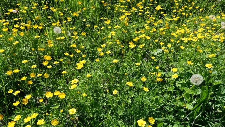 Het nieuwe gras!