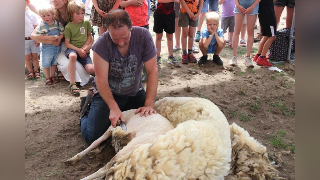 Het scheren van schapen trekt op de Ginkelse Heide altijd veel bekijks.