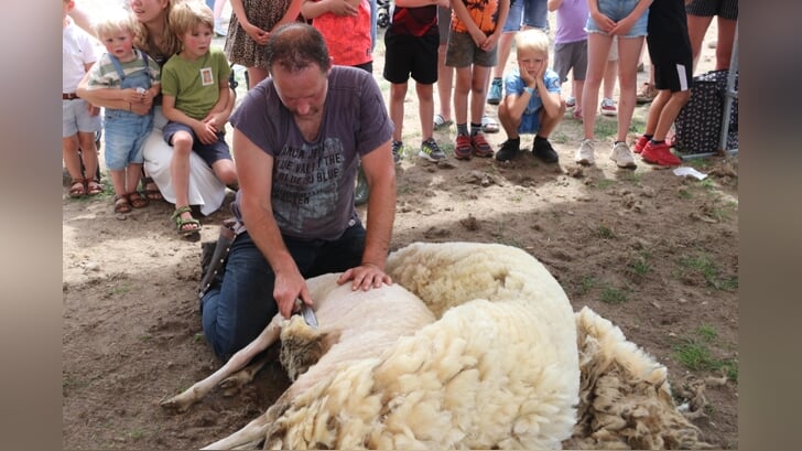 Het scheren van schapen trekt op de Ginkelse Heide altijd veel bekijks.