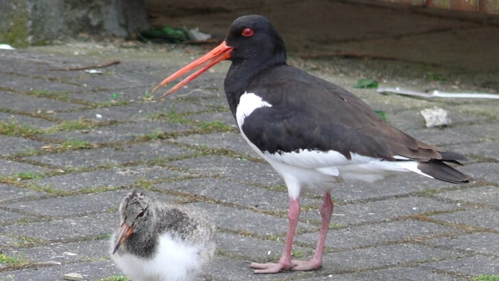 Broeden doen scholeksters van half april tot eind juni.