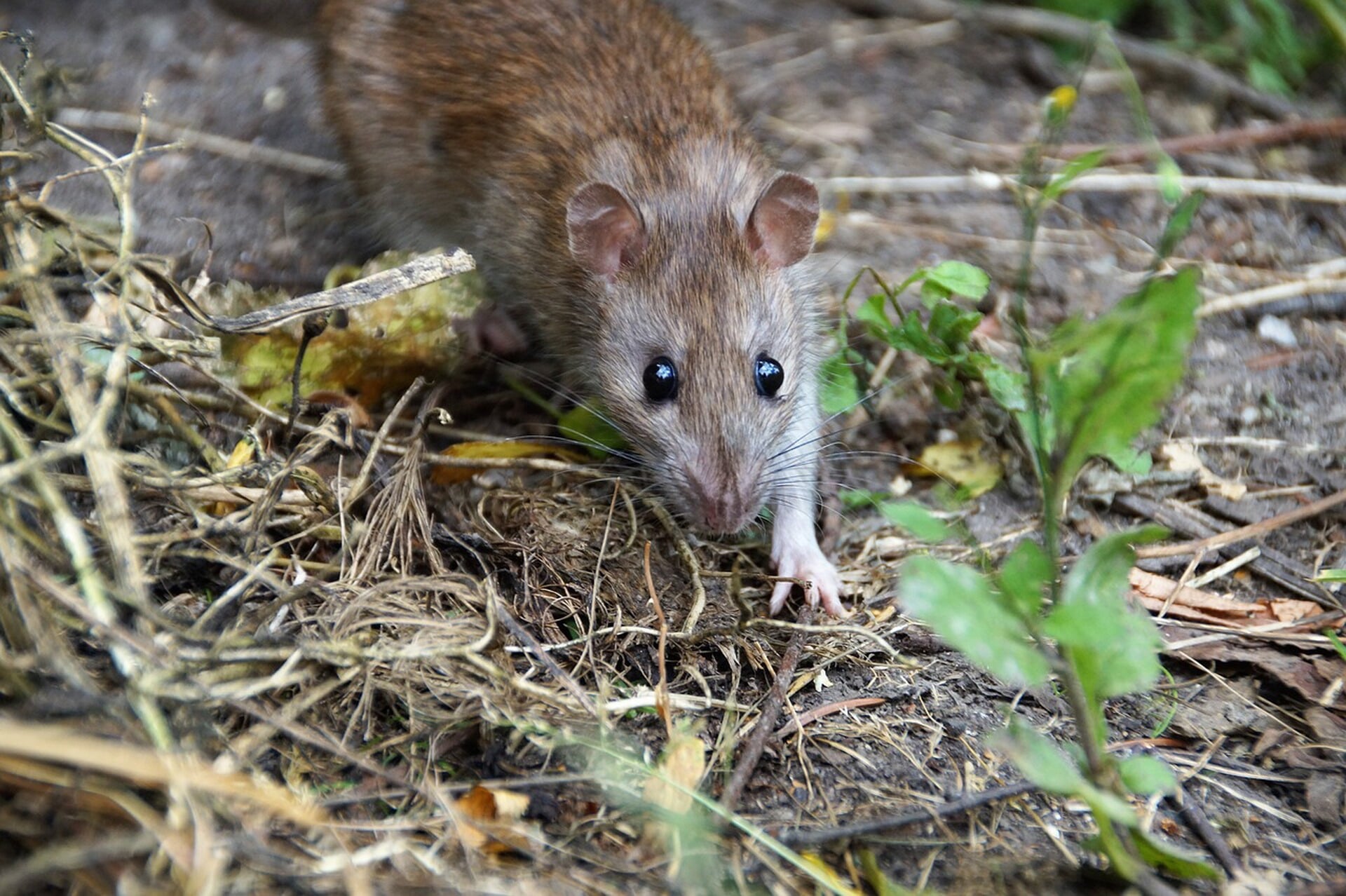 Beeld bij artikel: Ook ratten genieten in Lage Vuursche: ‘Tussen speelgoed van kleindochter’