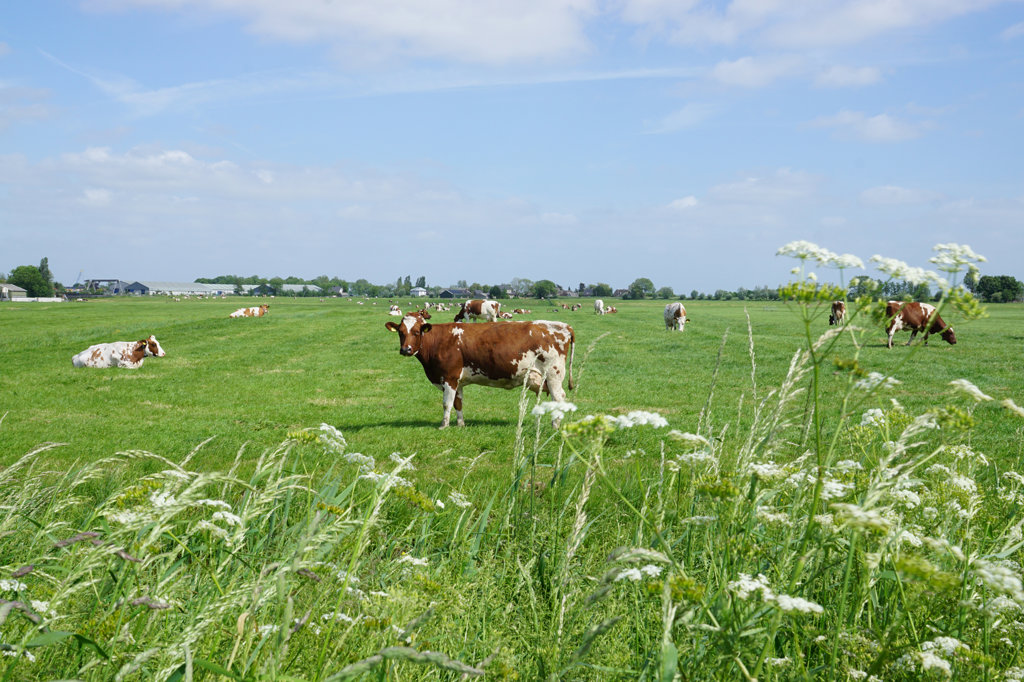 Koeien in de Bovenkerkerpolder. 