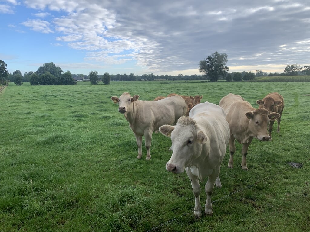 In de weilanden rondom Mastenbroek lopen nu nog koeien.