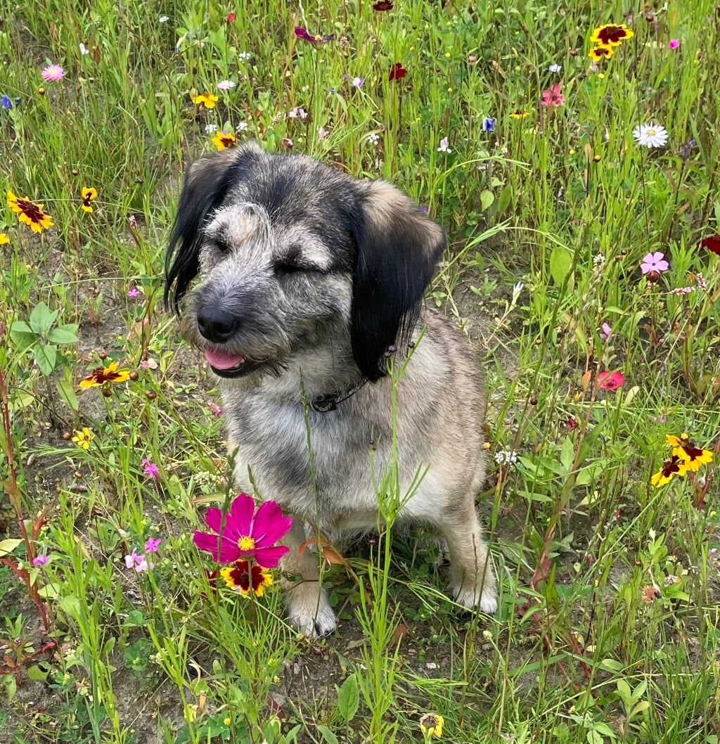 ,,Hierbij een foto van onze Pip, die midden in een bloemenveldje aan de bloemen ruikt. Volgens mij ruiken de bloemen lekker.'' Ingezonden door Fenneke van der Kamp.