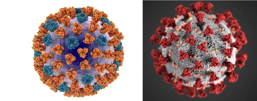 ,,Griepvirus (links) en coronavirus lijken op elkaar, maar voor het coronavirus hebben we nog geen immuunsysteem ontwikkeld.''