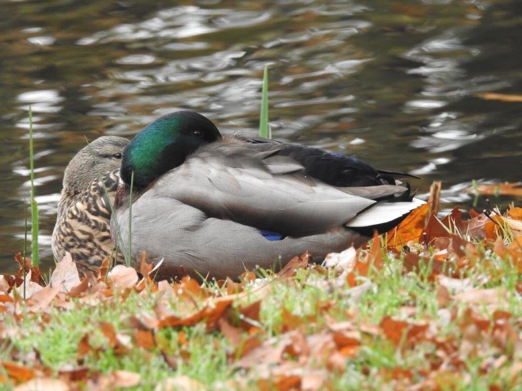 Wild eendenpaartje doet een dutje