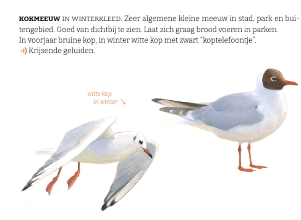 Een afbeelding met beschrijving van de kokmeeuw in de vogelgids van Nico de Haan.