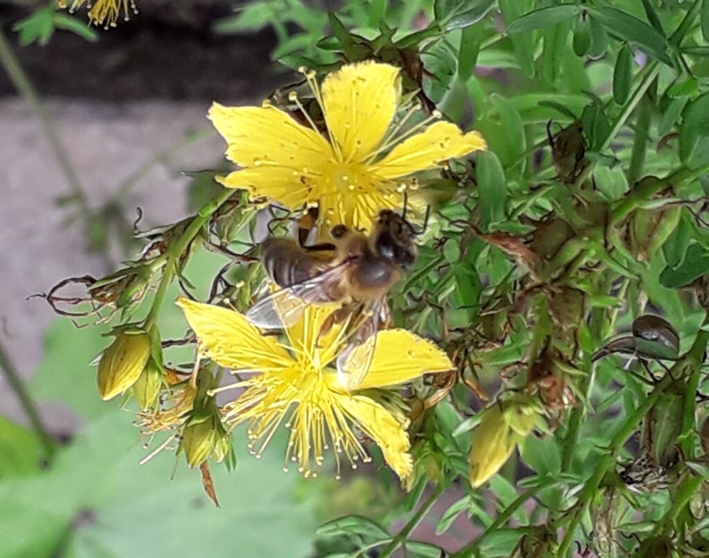 Sint Janskruid is erg aantrekkelijk voor bijen. 