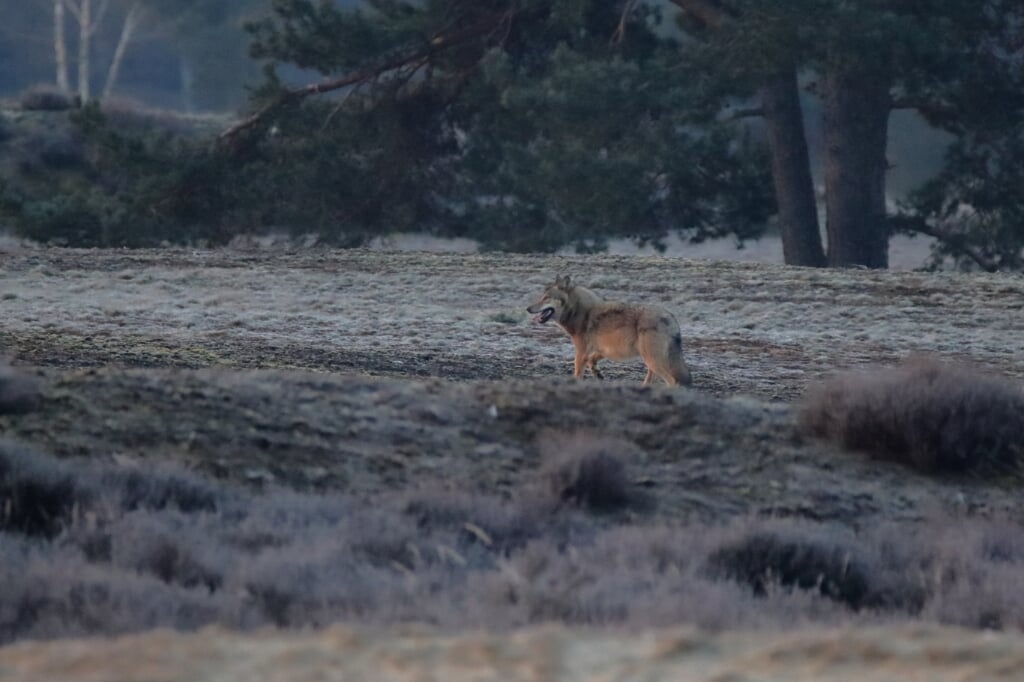 De wolf, vrijdagochtend gefotografeerd in natuurgebied Wekeromse Zand.