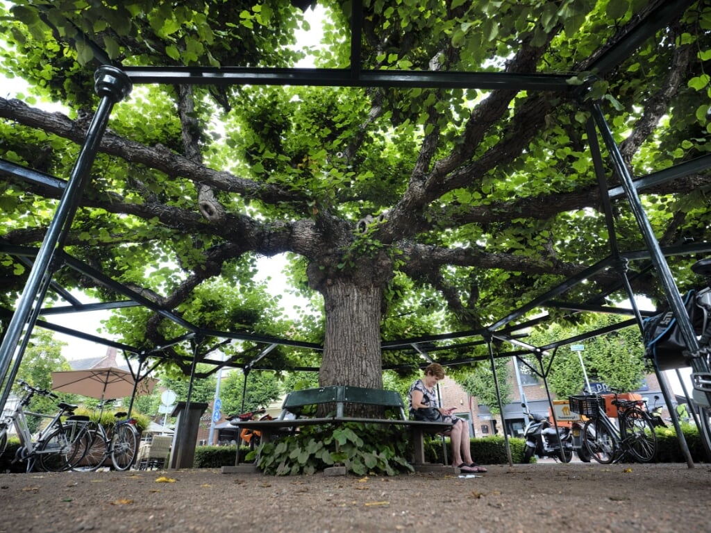 Een favoriete boom aanmelden kan via www.deboomvanhetjaar.nl.