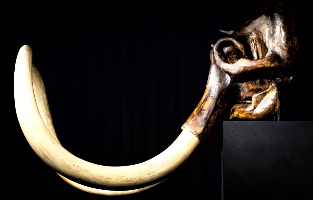 2014-11-26 09:35:00 AMSTERDAM - Een onderdeel van een mammoetskelet maakt deel uit van Giants of the Ice Age in Amsterdam Expo, de grootste reizende tentoonstelling over de ijstijd ooit die is opgebouwd. ANP REMKO DE WAAL