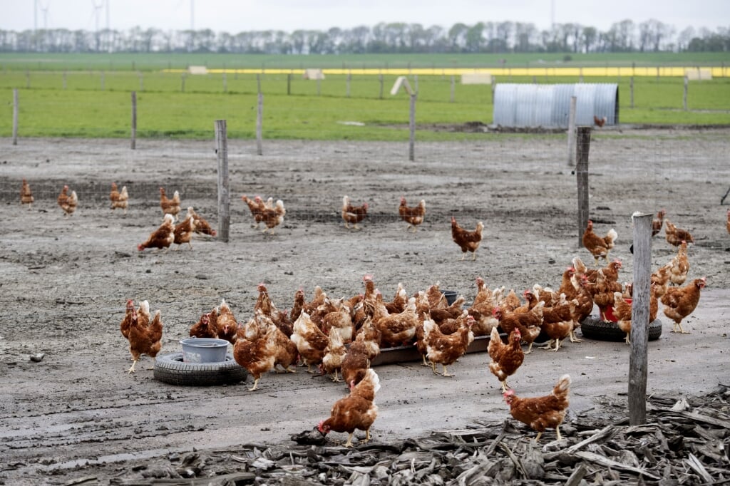 2020-04-29 10:43:56 WINKEL - De kippen van pluimveehouders mogen weer naar buiten. In februari was er een ophokplicht ingesteld. In Duitsland was de vogelgriep aangetroffen bij een kalkoenenbedrijf, vlakbij de Groningse grens. ANP OLAF KRAAK
