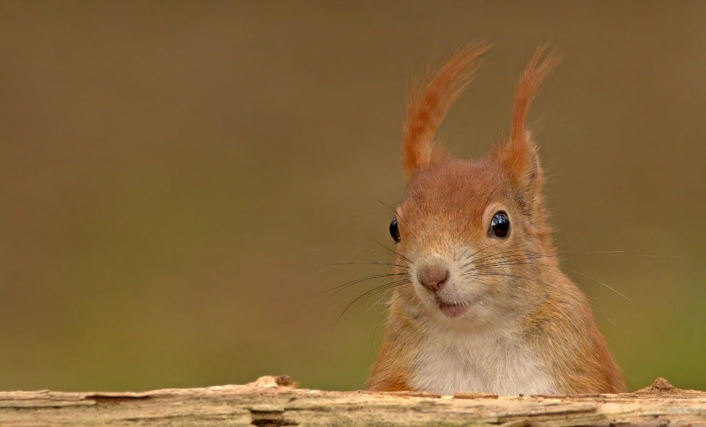 Ook eekhoorns komen op vogelzaad af en laten zich dan fraai portretteren. 