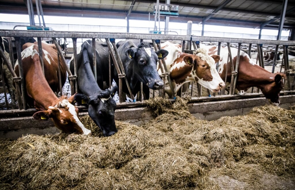 2018-01-23 14:49:37 REEUWIJK - De koeien staan op stal bij een melkveehouder in Reeuwijk. De melkveehouderij heeft afgelopen jaar fors minder fosfaat Ð als bestanddeel van mest Ð uitgestoten dan in 2016. Dankzij de maatregelen uit het fosfaatreductieplan is de uitstoot gedaald tot onder het Europese maximum. De goede fosfaatcijfers worden overschaduwd door signalen over fraude met de registratie van runderen door melkveehouders. De ANP BART MAAT