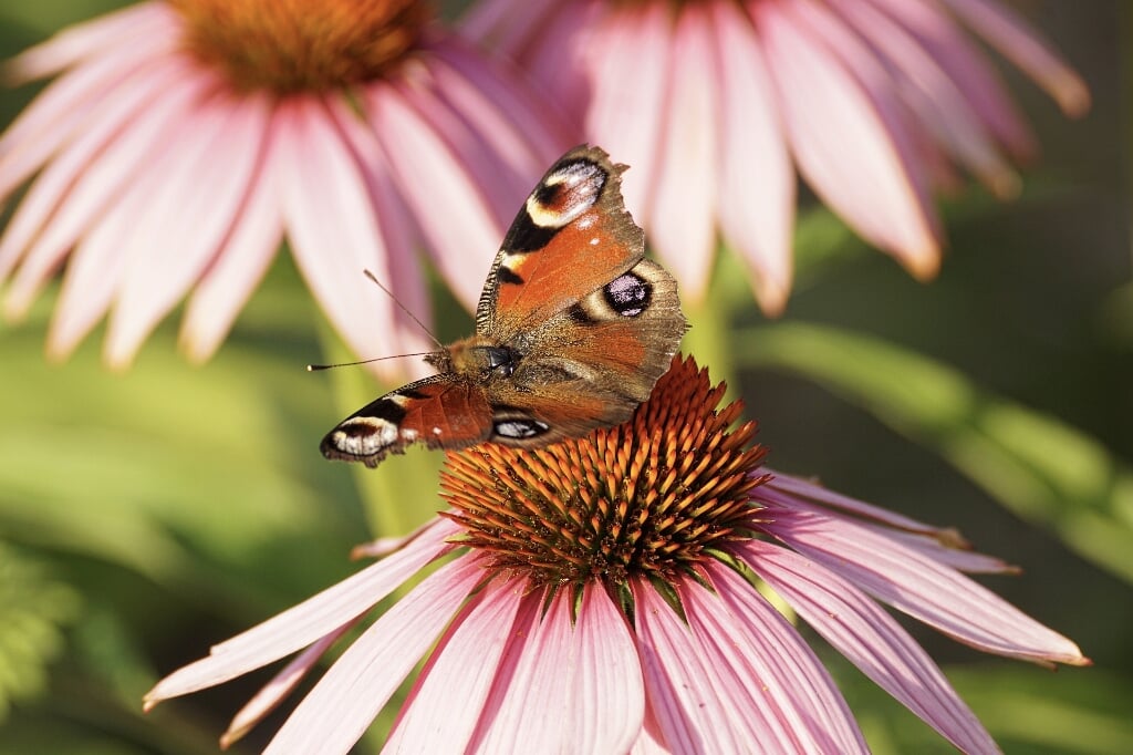 Een duurzame tuin is onder meer aantrekkelijk voor vlinders.