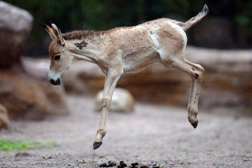 2013-06-28 00:00:00 epa03764220 An onager (Equus hemionus) foal jumps along the compound at the Hagenbeck zoo in Hamburg, Germany, 28 June 2013. The young animal was born on 07 June and explores the new comound of the Asian wild asses for the first time.   EPA/Axel Heimken