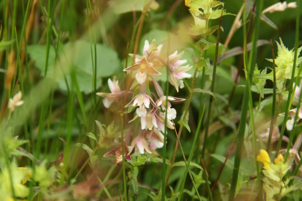 Moeraswespenorchis is een wilde orchidee.