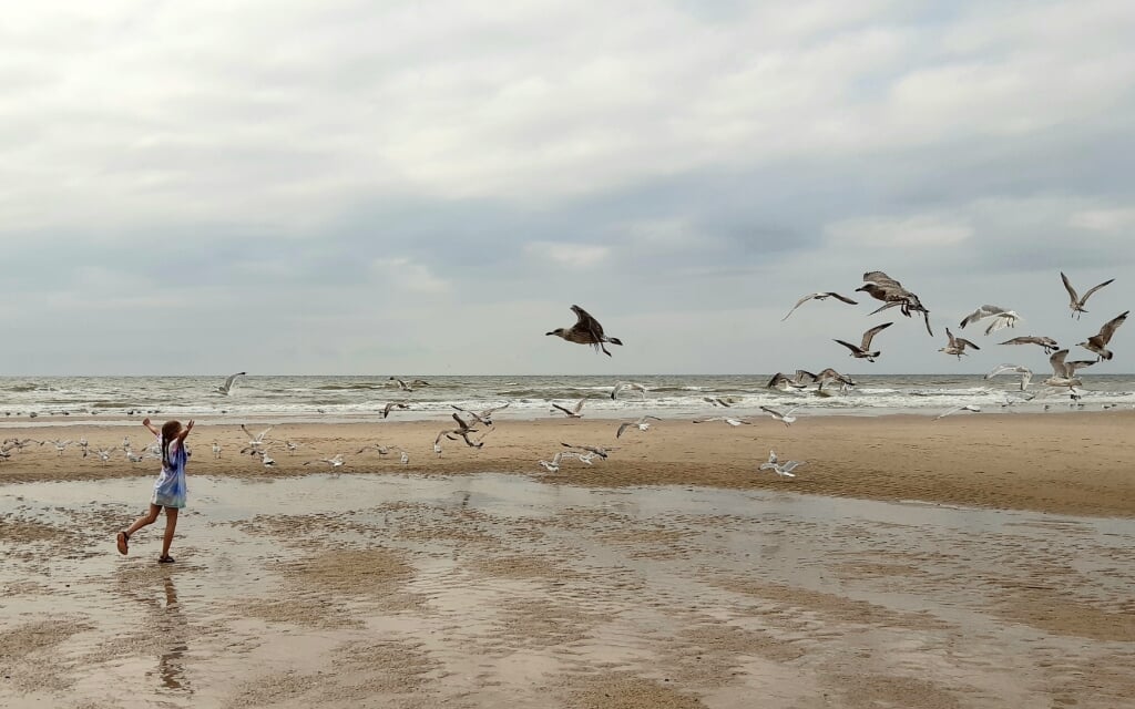 ,,Op de foto onze dochter Roos wandeld op het strand van Sint maartenszee tijdens onze vakantie van dit jaar. Ze liep op een grote groep Meeuwen af zodat we dit mooie beeld kregen.