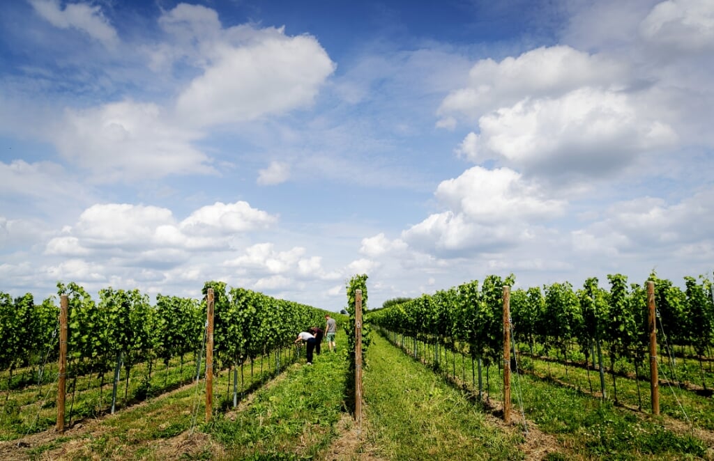 2019-08-08 15:16:09 ERICHEM - Wijnboer Diederik Beker aan het werk in zijn wijngaard. Het warme zomerweer zorgt naar verwachting voor een heel mooi wijnjaar. De Nederlandse wijnboeren verheugen zich op een mooie oogst. ANP ROBIN VAN LONKHUIJSEN