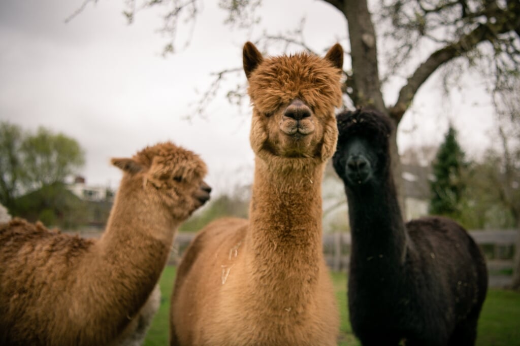 Oase 't Zand is niet zomaar maar een plekje, maar een oase van rust in een oude boerderij.