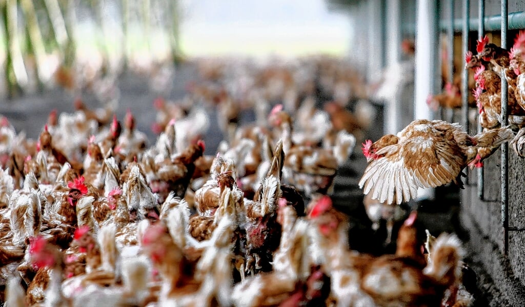 ,,In november vorig jaar werden in Otterlo op een kippenbedrijf 4100 dieren gedood. Hadden die vogelgriep? Niet op het moment dat ze gedood werden."