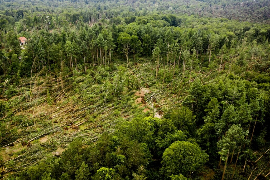  Honderden omgewaaide bomen in natuurgebied Boswachterij Leersum, een dag na de hevige storm. Acht mensen in Leersum raakten gewond.