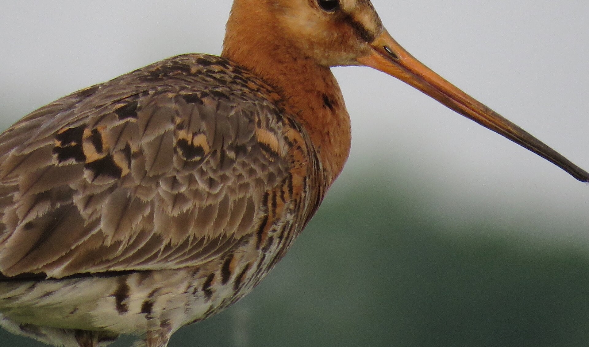 Het gaat niet goed met de boerenlandvogels, waaronder de grutto.