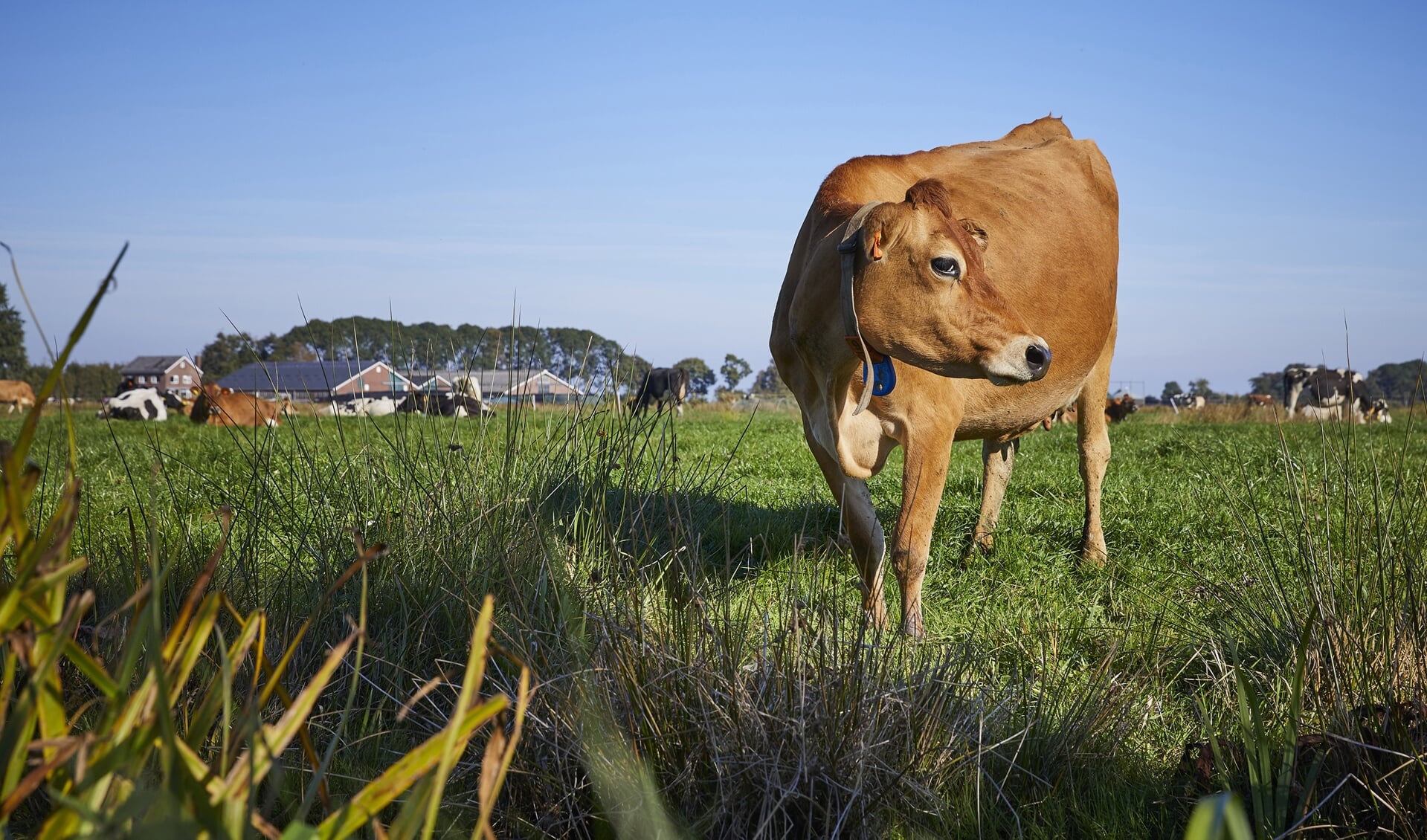 Bij een hoog waterpeil wordt veengrond drassig, reguliere landbouw is dan niet mogelijk. (Foto: Vincent Basler)