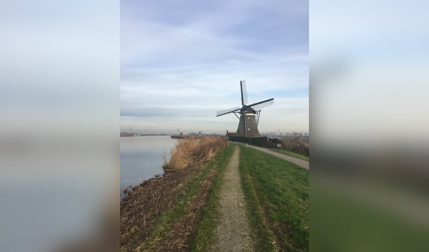 De wieken staan in rouwstand als ze iets naar rechts gekanteld zijn. (foto: Johan Ottevanger)